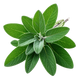 Sage